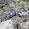 image12