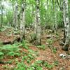 image11