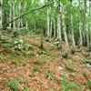 image12