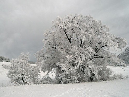 Albero