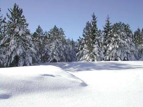 Alberi